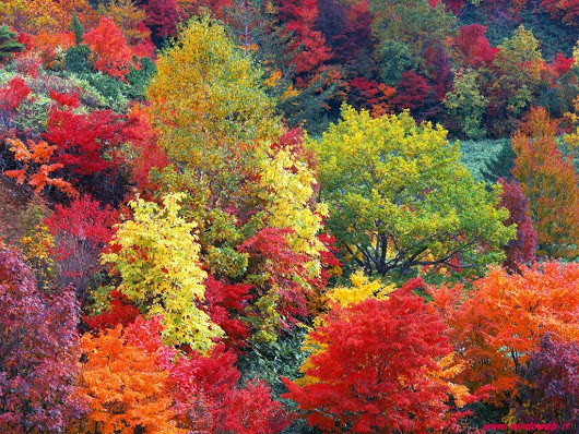 autunno al parco nazionale