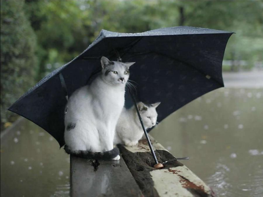 pioggia gatti