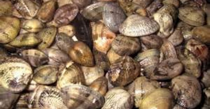 vongole