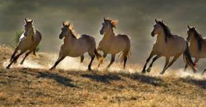 cavalli selvatici