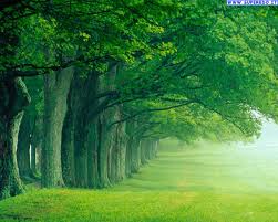 alberi