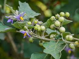 belladonna