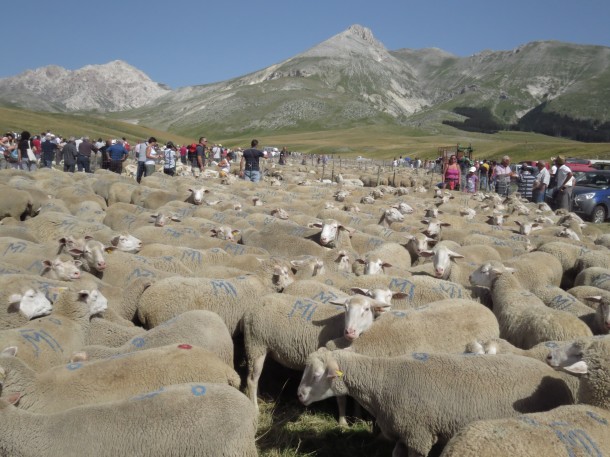 campo imperatore rassegna ovini