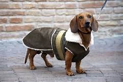 cane cappotto