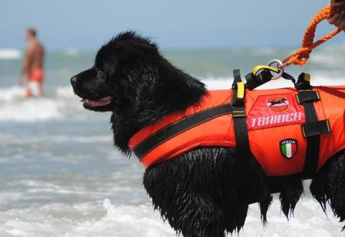 cane salvamento