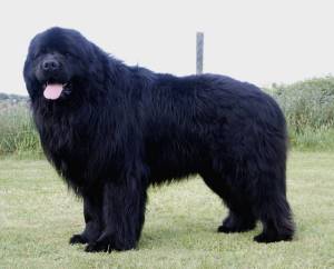 cane terranova