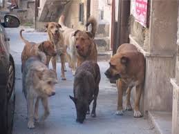 cani