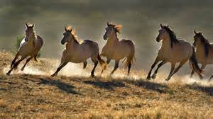 cavalli selvatici