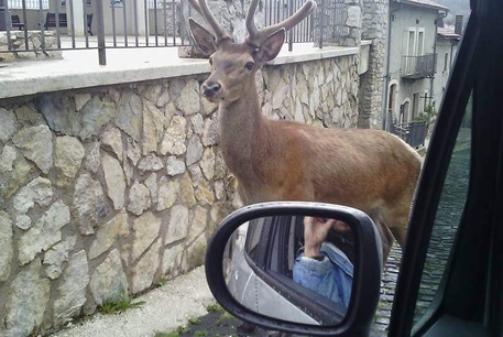 cervo a spasso