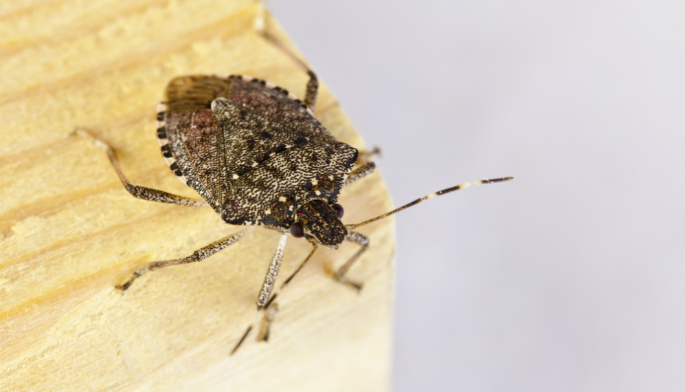 cimice asiatica due