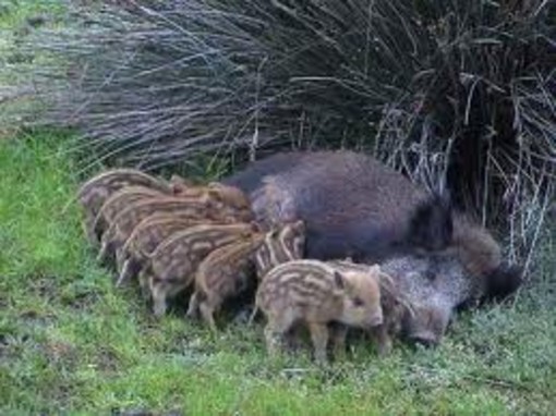 cinghiale e famiglia