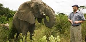 elefante