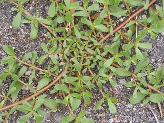 erba infestante