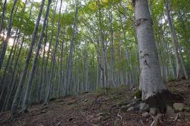 faggete abruzzo