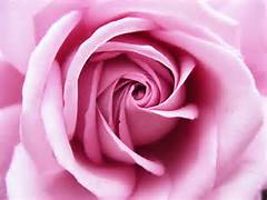 fiore rosa