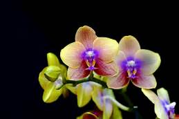 fiori orchidea