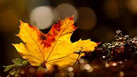 foglia autunno