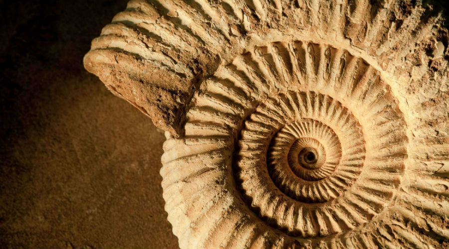 fossile due