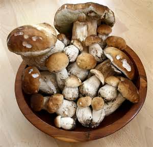 funghi