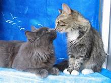 gatti coccolosi
