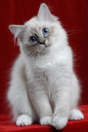 gattino