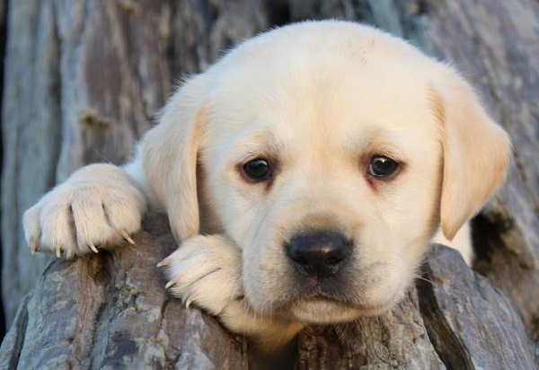 labrador cucciolo