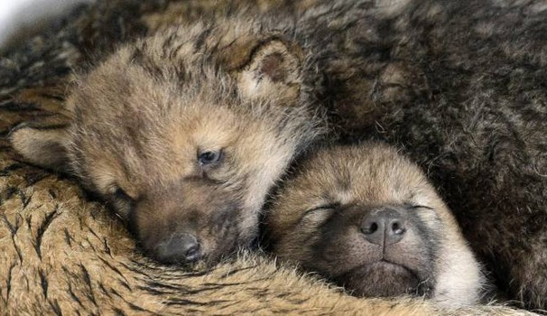 lupi cuccioli