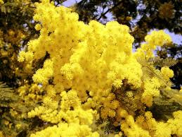 mimose