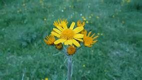 montagne fiore