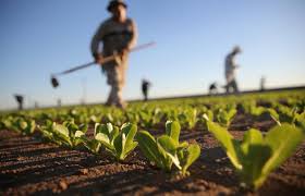 operatore agricolo