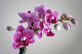 orchidee