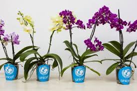 orchidee unicef