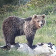 orso m 49