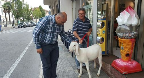 pecora a passeggio