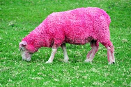 pecora rosa