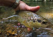 pesca trota