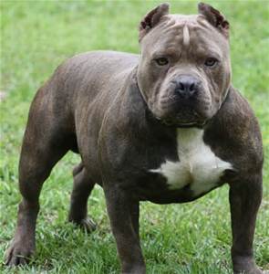 pitbull