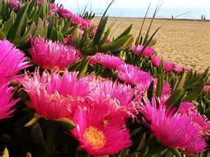 spiaggia fiori