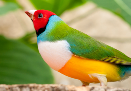uccello parrocchetto