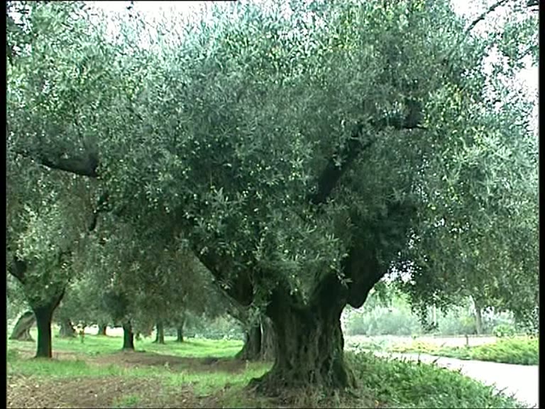 ulivi pescara olio eccellenza territorio 221112 serv 02