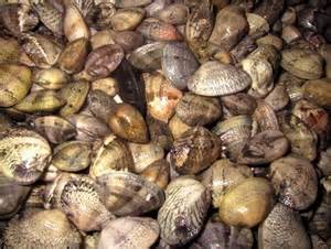 vongole